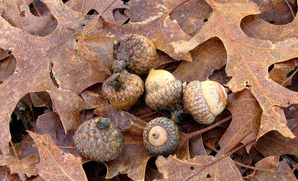 Scarlet oak acorn