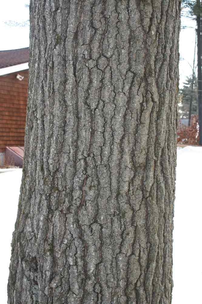 Scarlet oak bark