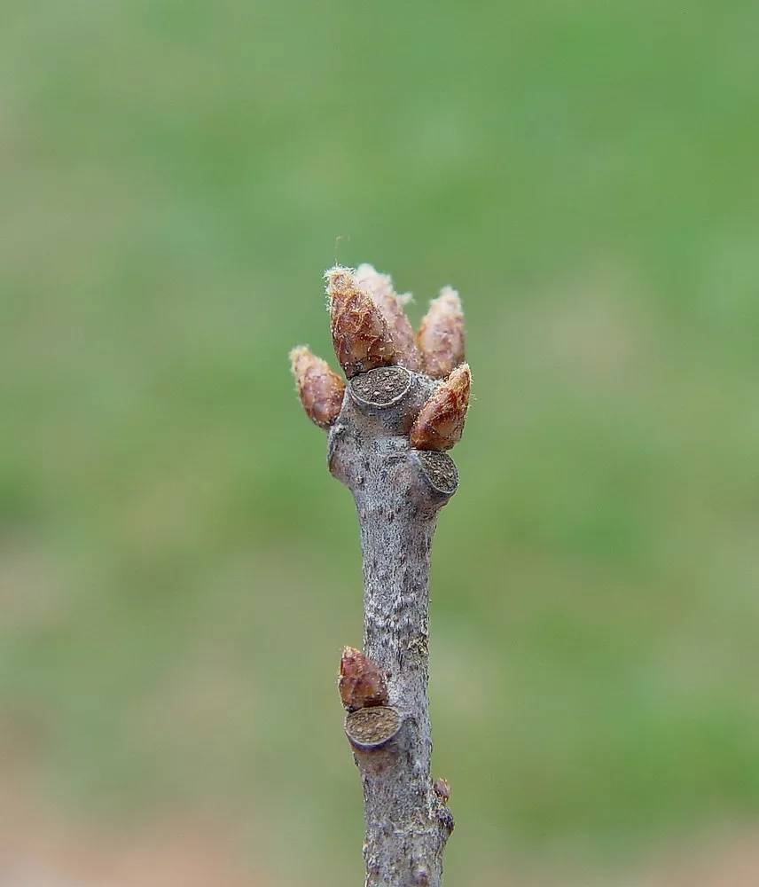 Scarlet oak buds