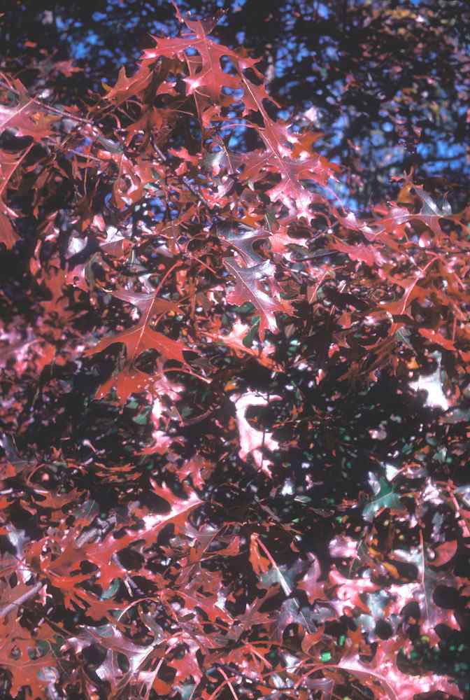 Scarlet oak leaf is an important identification for pin oak vs scarlet oak