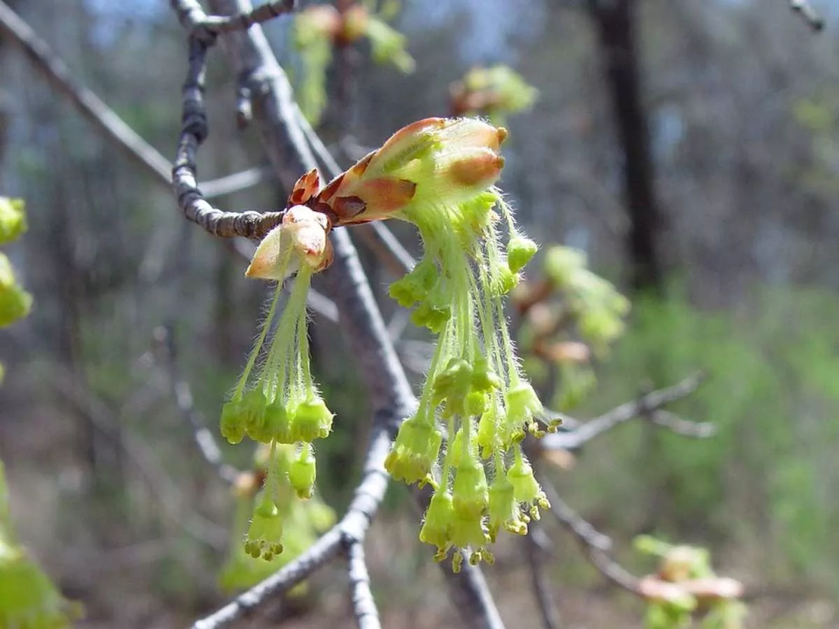 Sugar maple flower