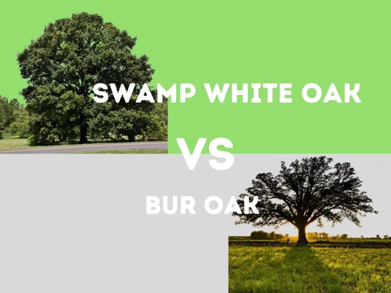 Swamp White Oak vs Bur Oak: Unveiling the Strong Giants of North American Forests