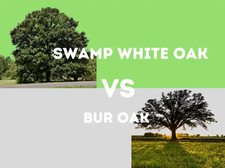 Swamp white oak vs bur oak