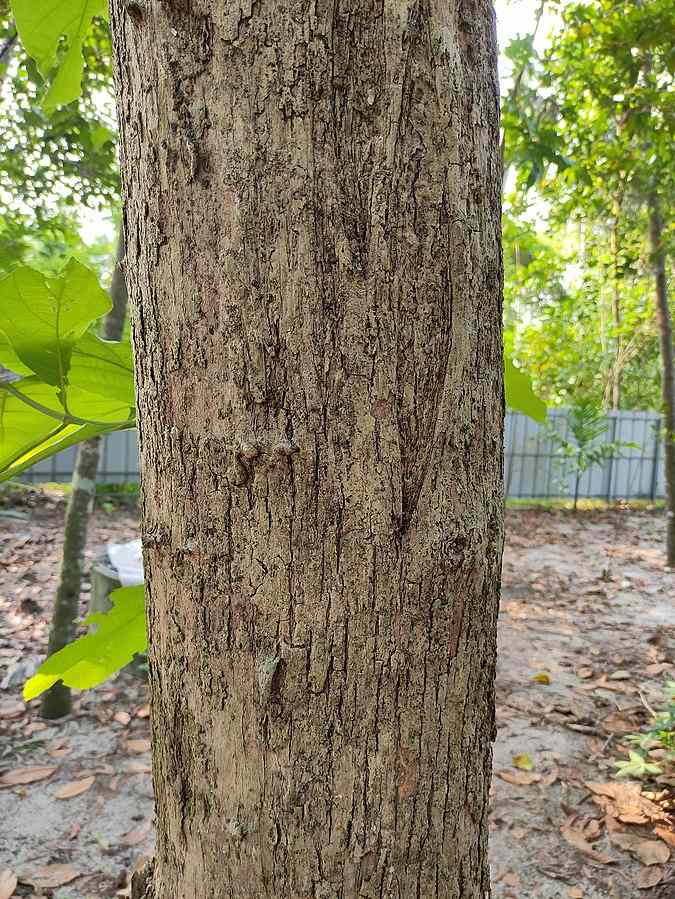 Teak bark