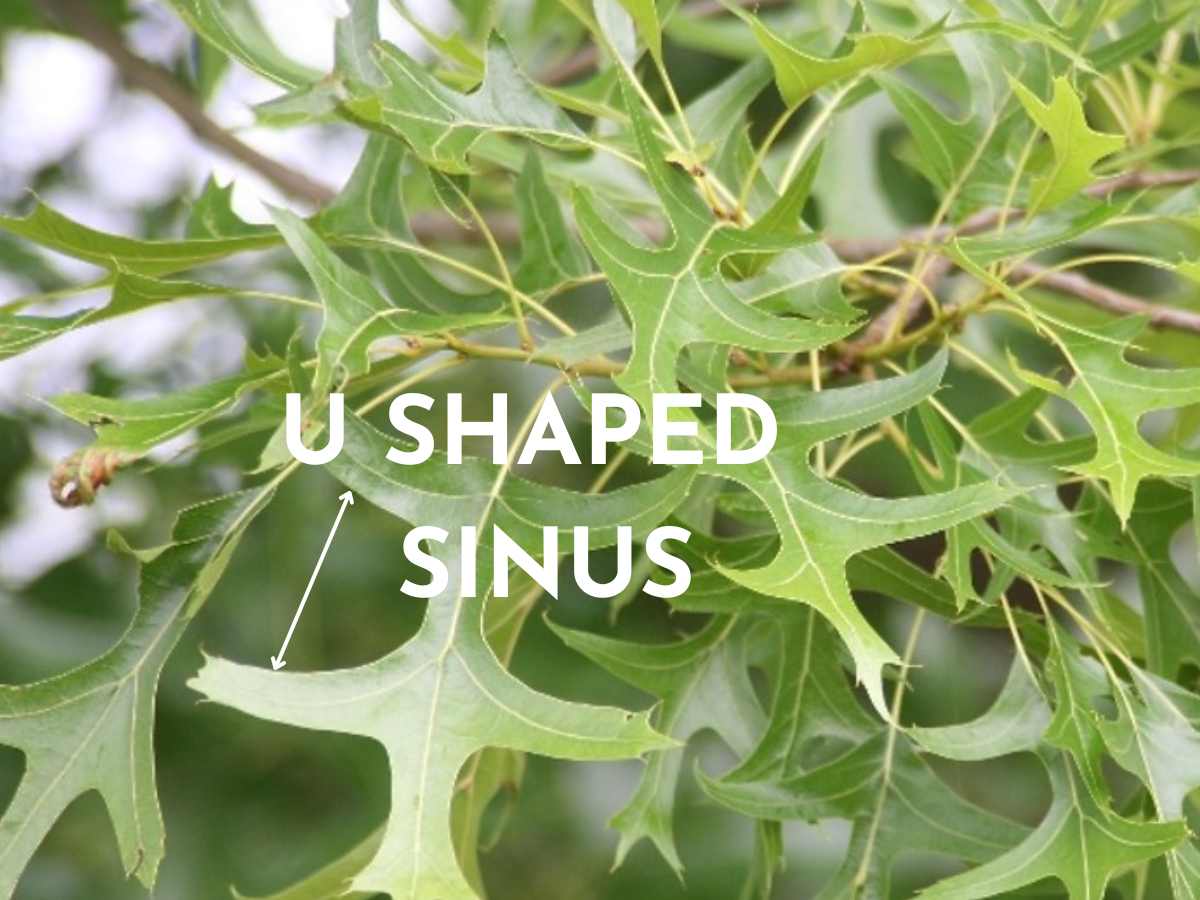 U SHAPED SINUS of pin oak