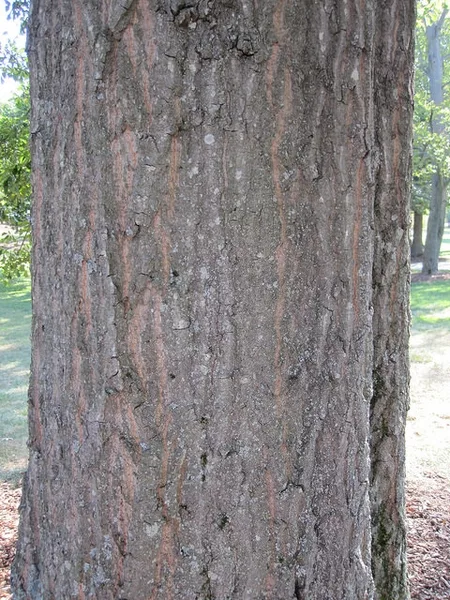 Water oak bark