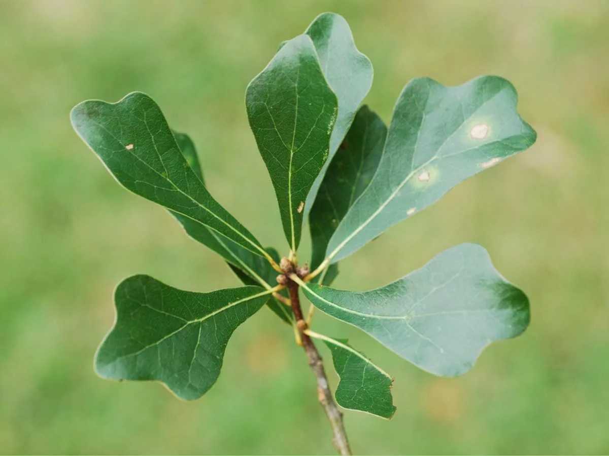 Water oak leaf