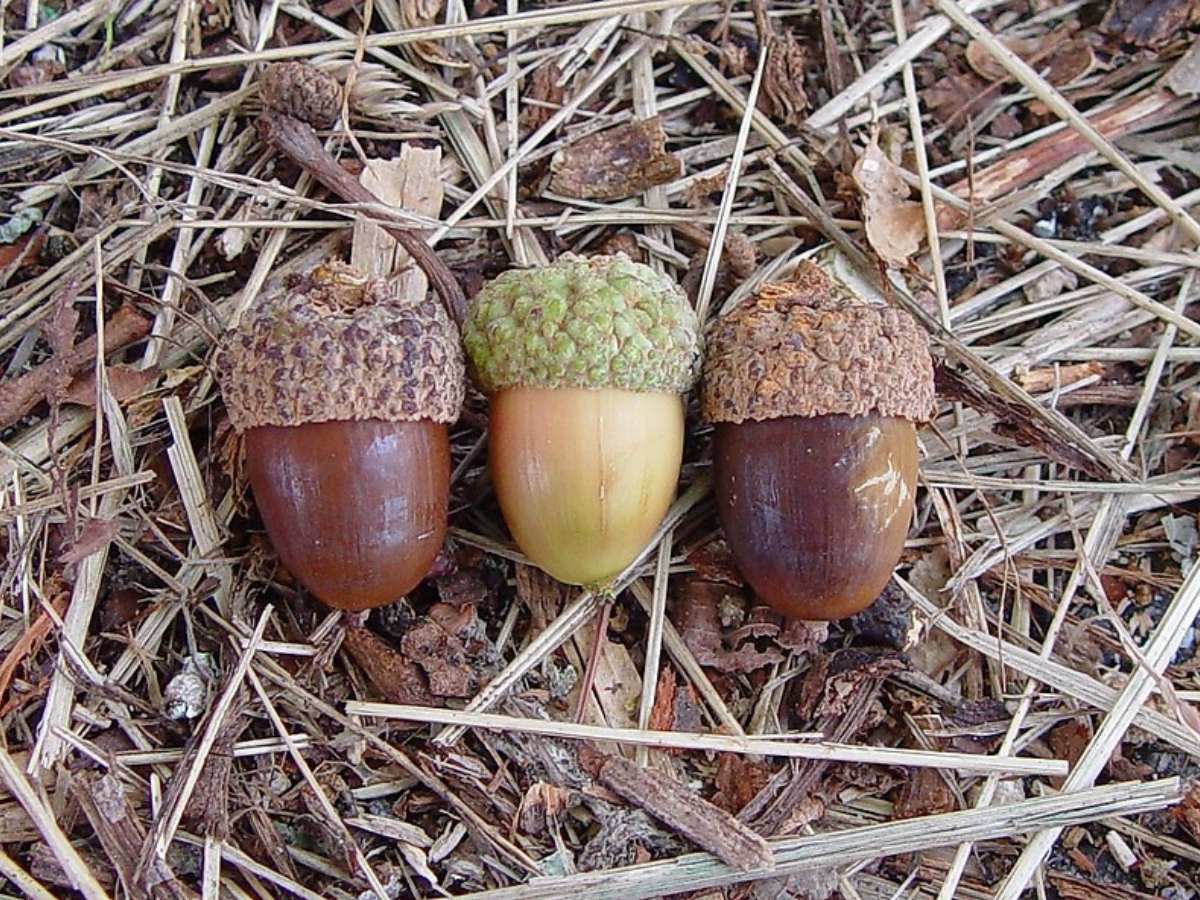 White oak acorns