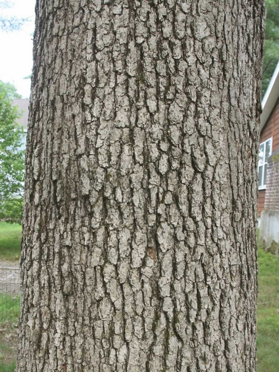 White oak bark