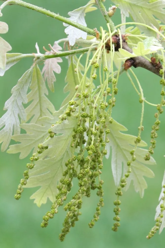 White oak flower