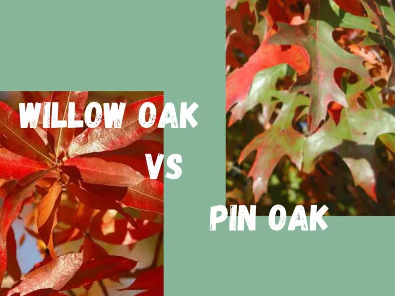 Willow Oak vs Pin Oak: Mastering the Intricacies of These Towering Arboreal Giants