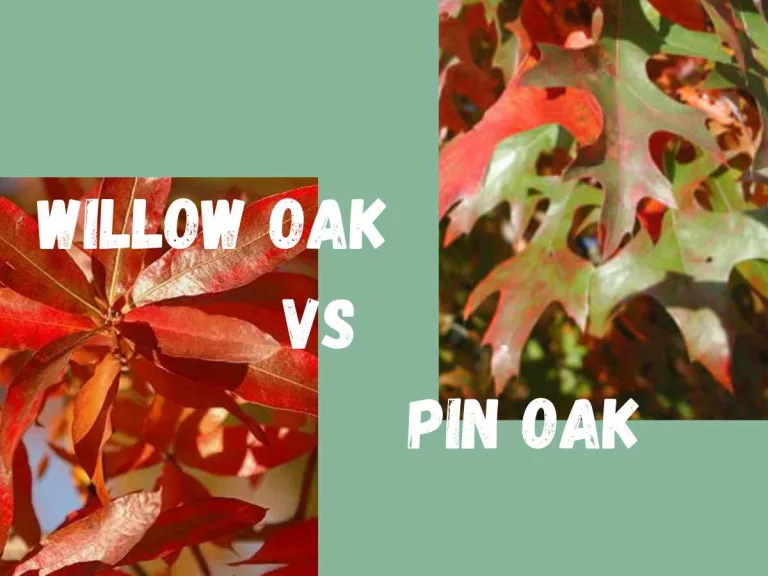 willow oak vs pin oak