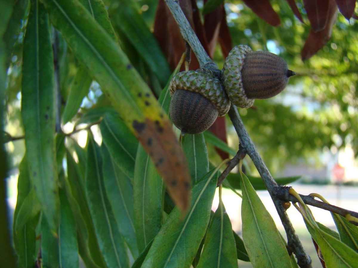 Willow oak acorns