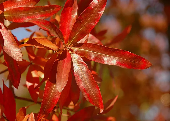 Willow oak leaf color in fall