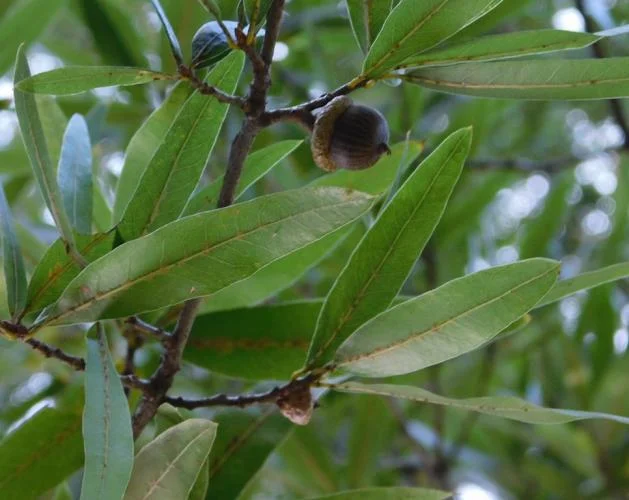 willow oak leaves