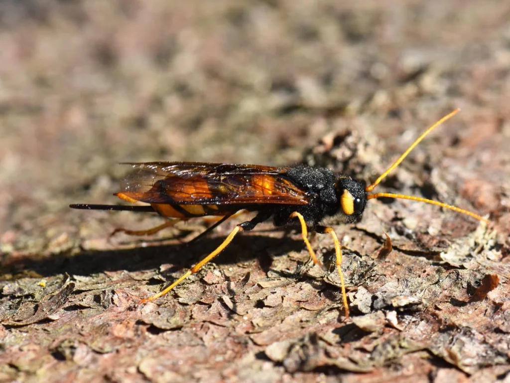 A horntail wasp on wood bark