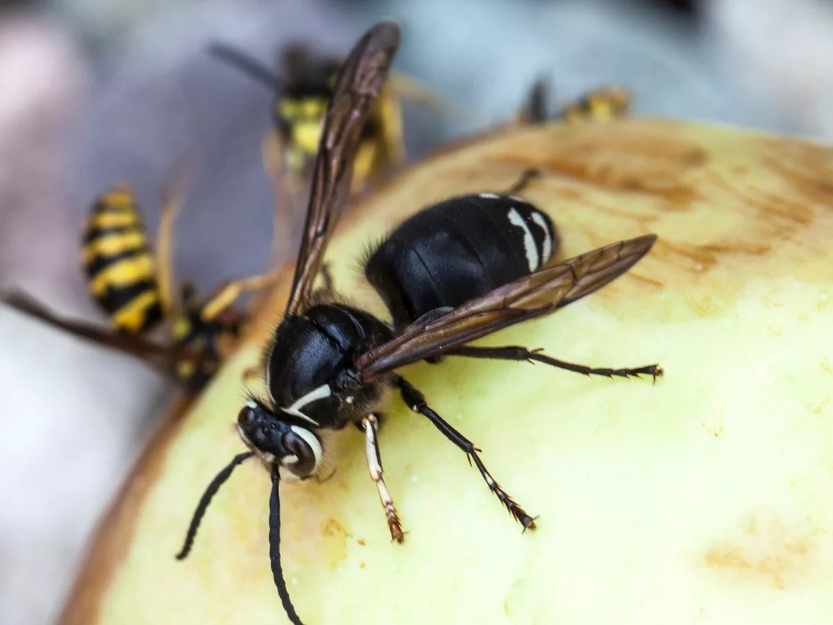 Bald-Faced Hornet