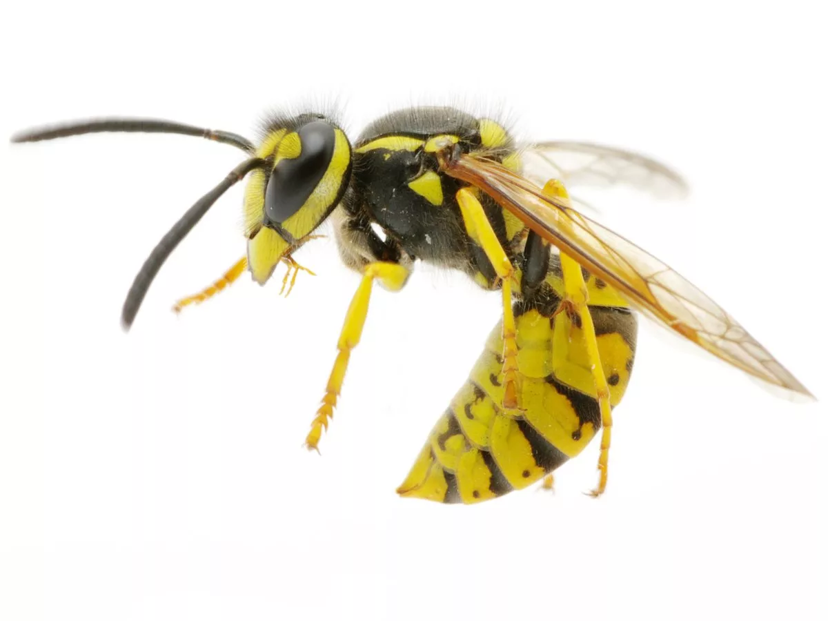 European Wasp