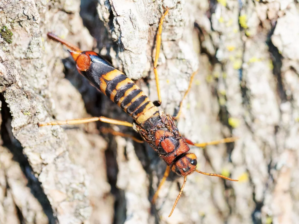 Horntail Wasp