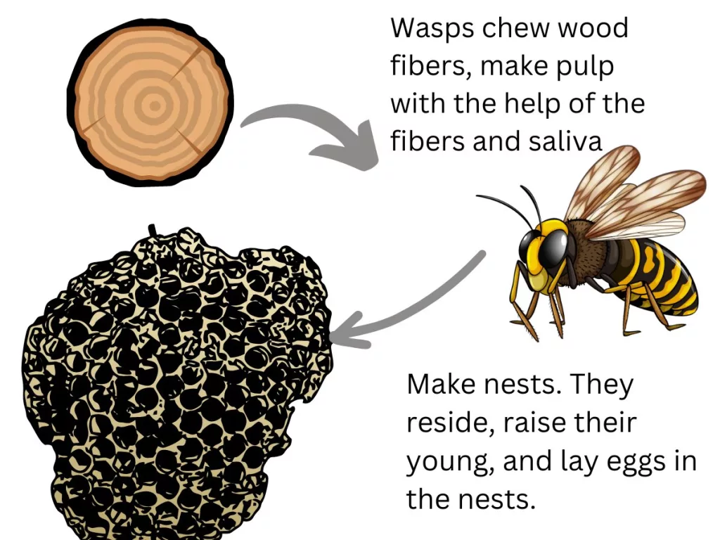 Do wasps eat wood? Infographic on paper wasp's behavior regarding wood. 