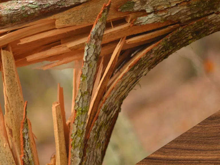 Image of splintered wood log