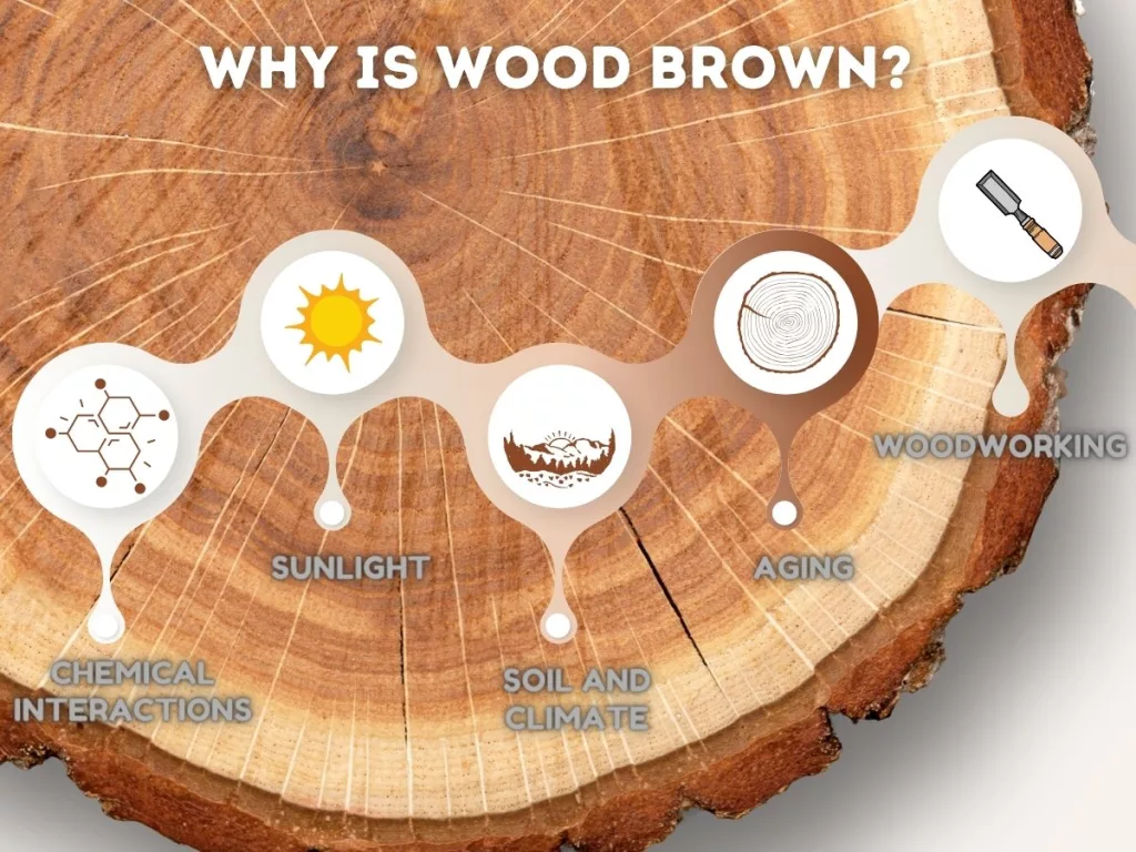 Infographic of Why Is Wood Brown